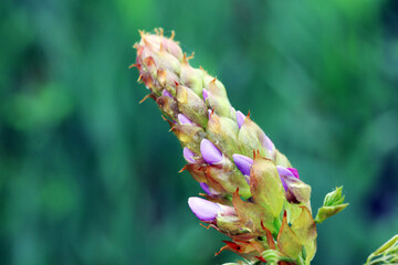 Wisteria flowers in the park, North China