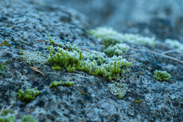 
close up of a patch of green mosses on top of the rock covered up with a thin layer of frost on a cold winter morning
