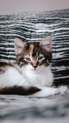 gatita bebe