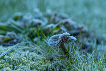 
close up of one tiny mushroom grown on the green grass field with all the surface covered up with a thin layer of frost on a cold winter morning