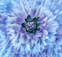 Floral beautiful purple-blue dahlia  background. Close-up.   Nature.   