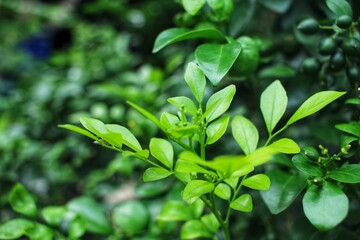 green leaves background