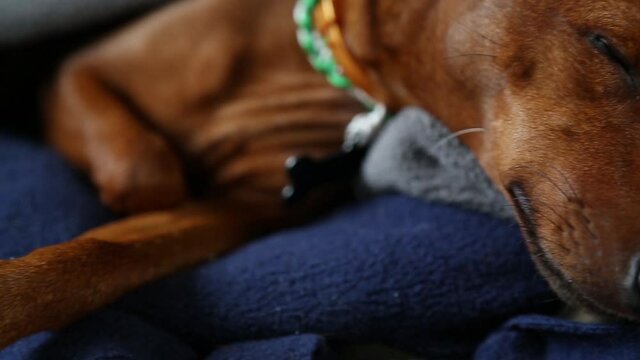Close-up of the dog's muzzle. A purebred pet sleeps soundly. Miniature pinscher.
