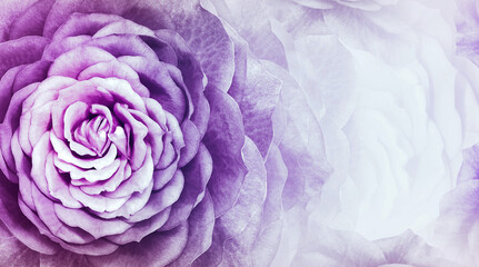 Obraz premium Floral purple background. purple petals roses flowers. Close-up. floral collage. Flower composition. Nature. .