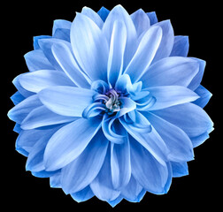 watercolor dahlia flower blue. Flower isolated on black background. No shadows with clipping path. Close-up. Nature.