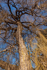 leafless tree with massive thin , orange branches hanging down in the park under the sun