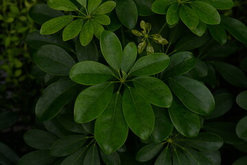 Nature green plant background, green leaf background