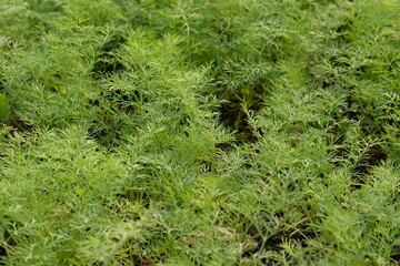 Nature green plant background, green leaf background