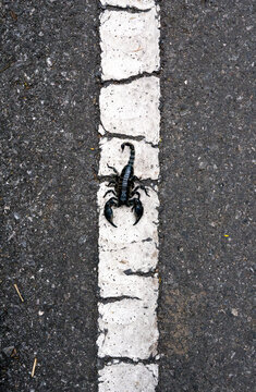 Scorpion on road marking