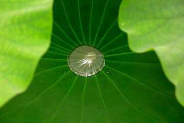 Lotus leaf in pond, North China