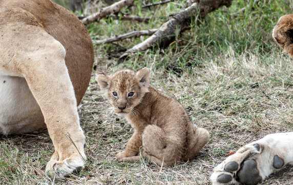 Lion cub looking at camera.