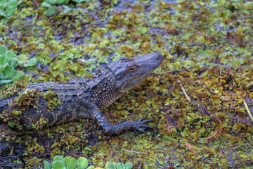 Alligator in the swamp 