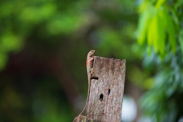 Thai chameleon on tree branch