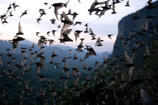 Wrinkle-lipped bats fly out of a cave at dusk.