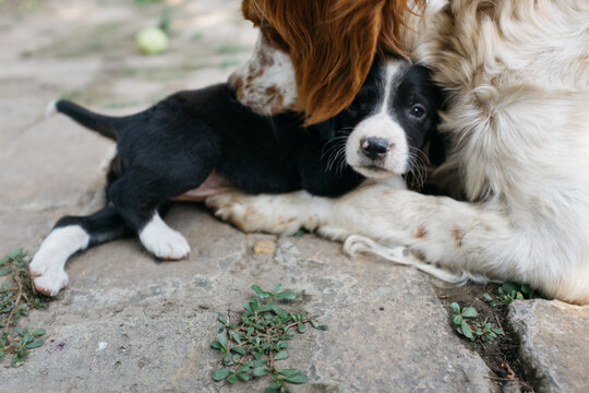 Tender Moment Between a Bitch and her Puppy