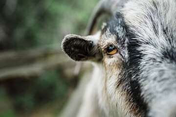 half of a goat face looking