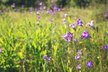 Floral background with bluebells flowers. Selective focus. Close-up - Image