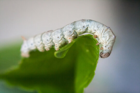 White silkworm on mulberry leaf