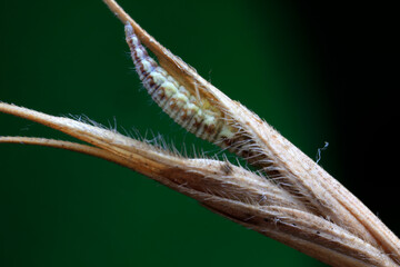 Aphid lions live on wild plants in North China