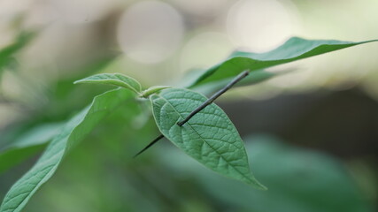 injured leaf