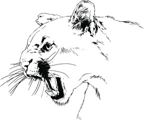 snarling, furious cougar face with fangs, hand-drawn for tattoo and logo