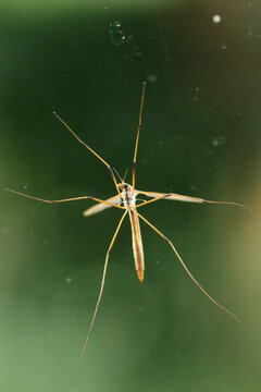 Crane fly on the outside of a dirty window