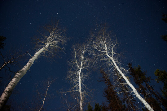 Stars Above Light-Painted Trees In Forest