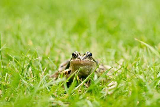 Frog looking at camera in grass