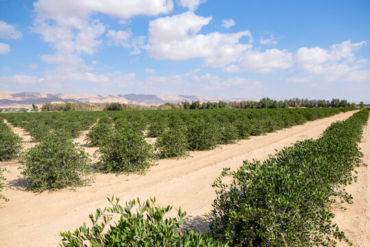 Jojoba farm in the sunshine with blue sky in background.