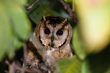 close up of an owl with opened eyes