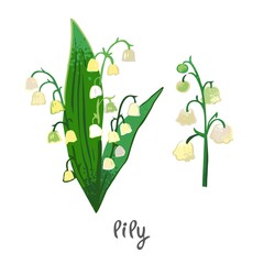 Lily plant with flowers, leaves isolated on white. Field summer flower for alternative treatment, traditional medicine, home decor. Plant element for a bouquet of wild herbs. Vector illustration0