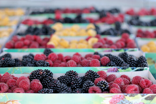 Rows of berries at the local farmers market