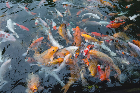 Pond overcrowded with colorful koi fish reaching for air