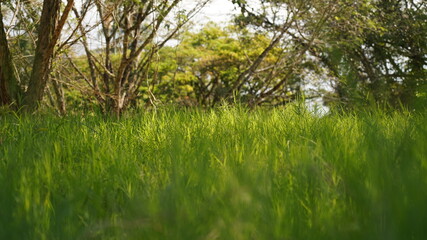beautiful grassland