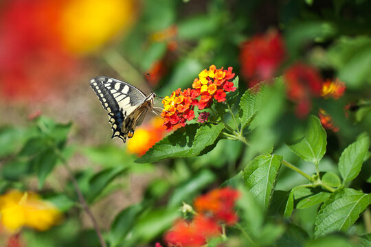Black and white stripes butterfly on orange Lantana flowers