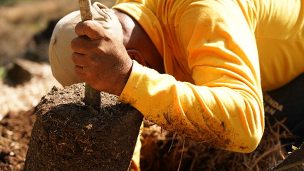 farmer planting a tree