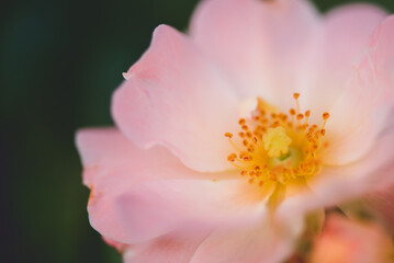 a rose by any other name