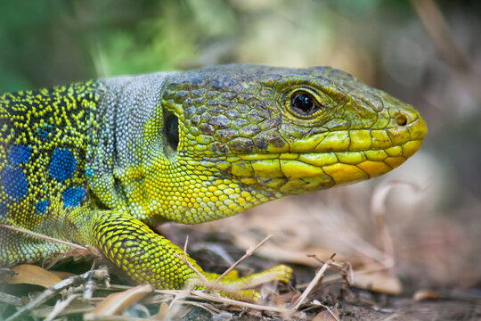 Close-up of a Lizard Ocellated