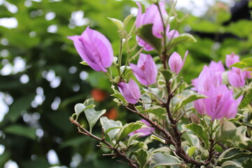 Fototapeta premium bugenvil