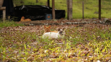 Cat on meadow