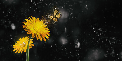 A butterfly sniffing a yellow flower Pollen Black bokeh background 3d illustration