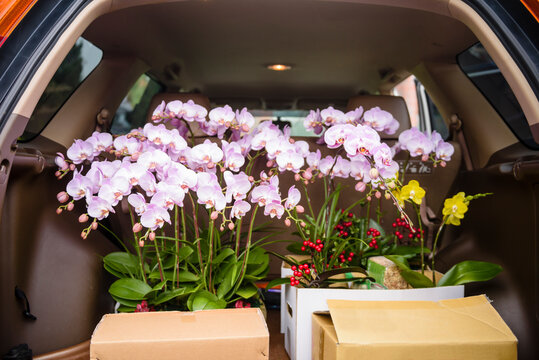 Moth orchid on trunk ready for transportation