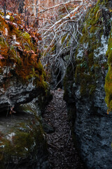autumn in the forest