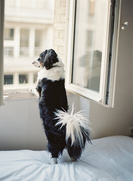 Dog looking out window in Paris