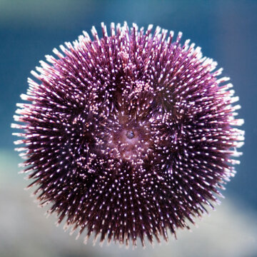 Purple sea _&Ocirc;&oslash;&Omega;__&Ocirc;&oslash;&Omega;_urchin