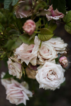 Romantic rose bouquet.