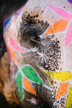 Colorful Elephant