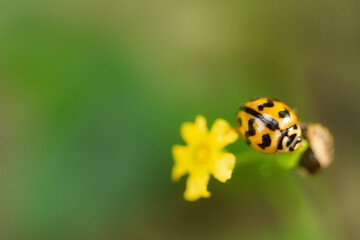 ladybug on flower