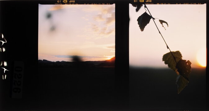 Film double shot of sunset and birch branch