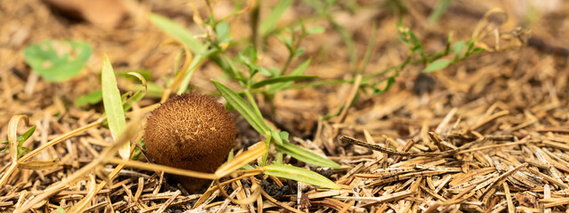 A small round mushroom raincoat grows out of the ground Copy space